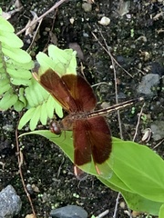 Neurothemis stigmatizans