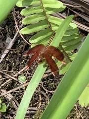 Neurothemis stigmatizans