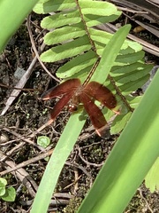 Neurothemis stigmatizans