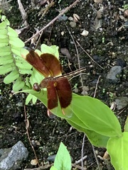 Neurothemis stigmatizans