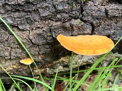 iNaturalist observation photo of Mushrooms, Bracket Fungi, Puffballs, and Allies