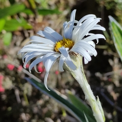 Celmisia spectabilis