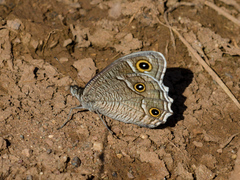 Hipparchia parisatis