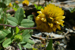 Trifolium badium