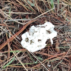 Ileodictyon cibarium