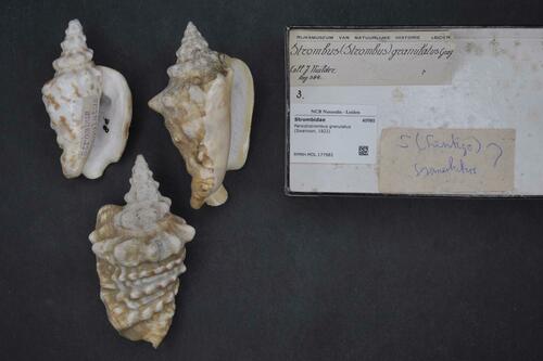 granulated conch