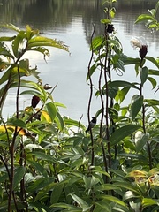 Lonchura leucogastroides