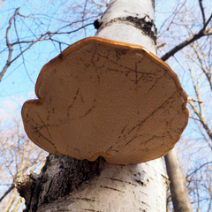 Fomitopsis betulina