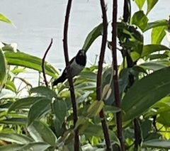 Lonchura leucogastroides