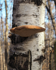 Fomitopsis betulina