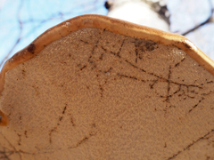 Fomitopsis betulina