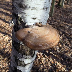Fomitopsis betulina
