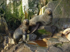 Arctocephalus australis