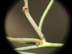 Cassytha filiformis