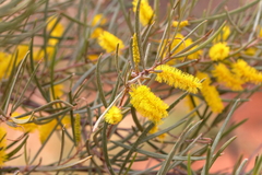 Acacia aneura