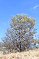 Acacia aneura