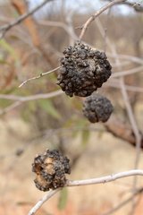 Acacia aneura