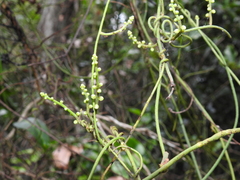 Cassytha filiformis