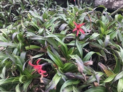 Barbacenia blanchetii