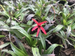 Barbacenia blanchetii