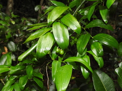 Geitonoplesium cymosum