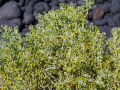 Tetraena fontanesii image