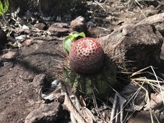 Melocactus ernestii