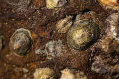 Siphonaria pectinata