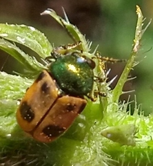 Cryptocephalus laetus