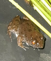 Phrynobatrachus natalensis