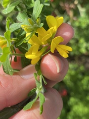 Genista monspessulana