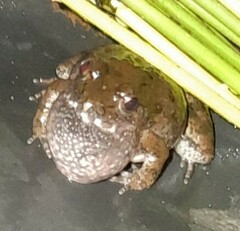 Phrynobatrachus natalensis