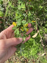 Genista monspessulana