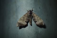 Marumba echephron