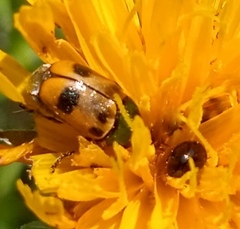 Cryptocephalus laetus