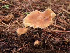 Collybiopsis subnuda