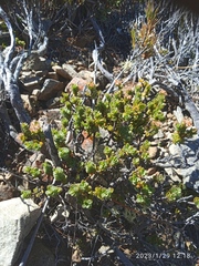Pimelea traversii