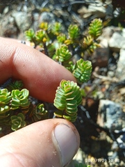 Pimelea traversii