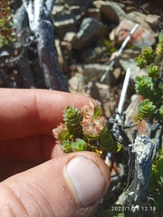 Pimelea traversii