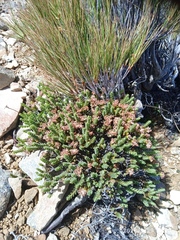 Pimelea traversii