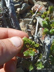 Pimelea traversii