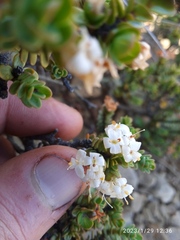 Pimelea traversii