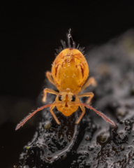 Dicyrtomina ornata