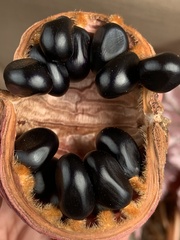 Sterculia guttata