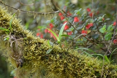 Scaphyglottis modesta