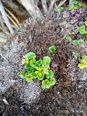 Azorella hydrocotyloides