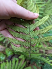 Christella parasitica