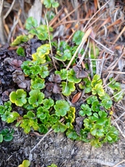 Azorella hydrocotyloides