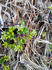 Azorella hydrocotyloides