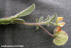 Anthyllis circinnata